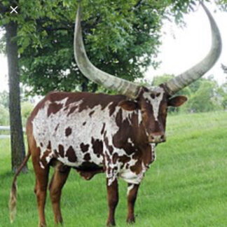 ANKOLE HERITAGE STEAK